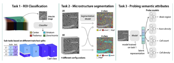 MTNeuro: A Benchmark for Evaluating Representations of Brain Structure Across Multiple Levels of Abstraction